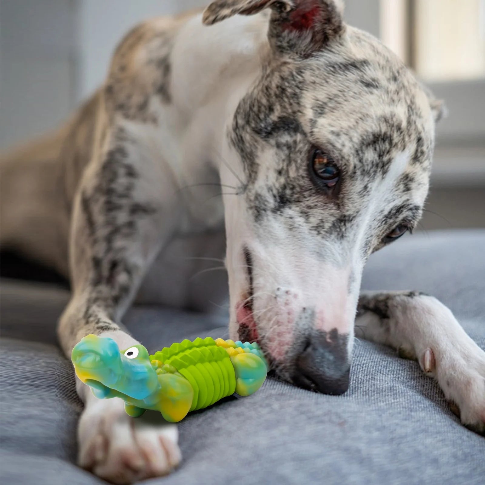 Cocodrilo Masticador KovaPets: Juguete Indestructible con Sabor a Tocino para Mordidas Extremas