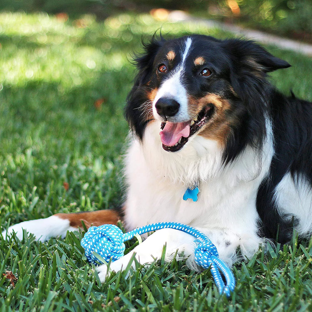 11 Cuerdas Interactivas: Mordederas Ultra Resistentes para Perros Pequeños y Medianos